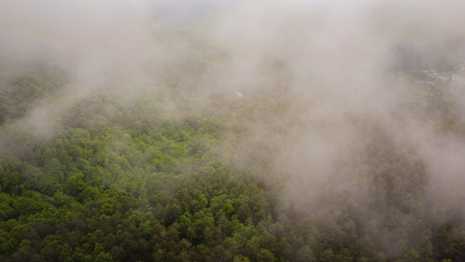 The Science Behind Why Nature Wallpaper Reduces Stress
